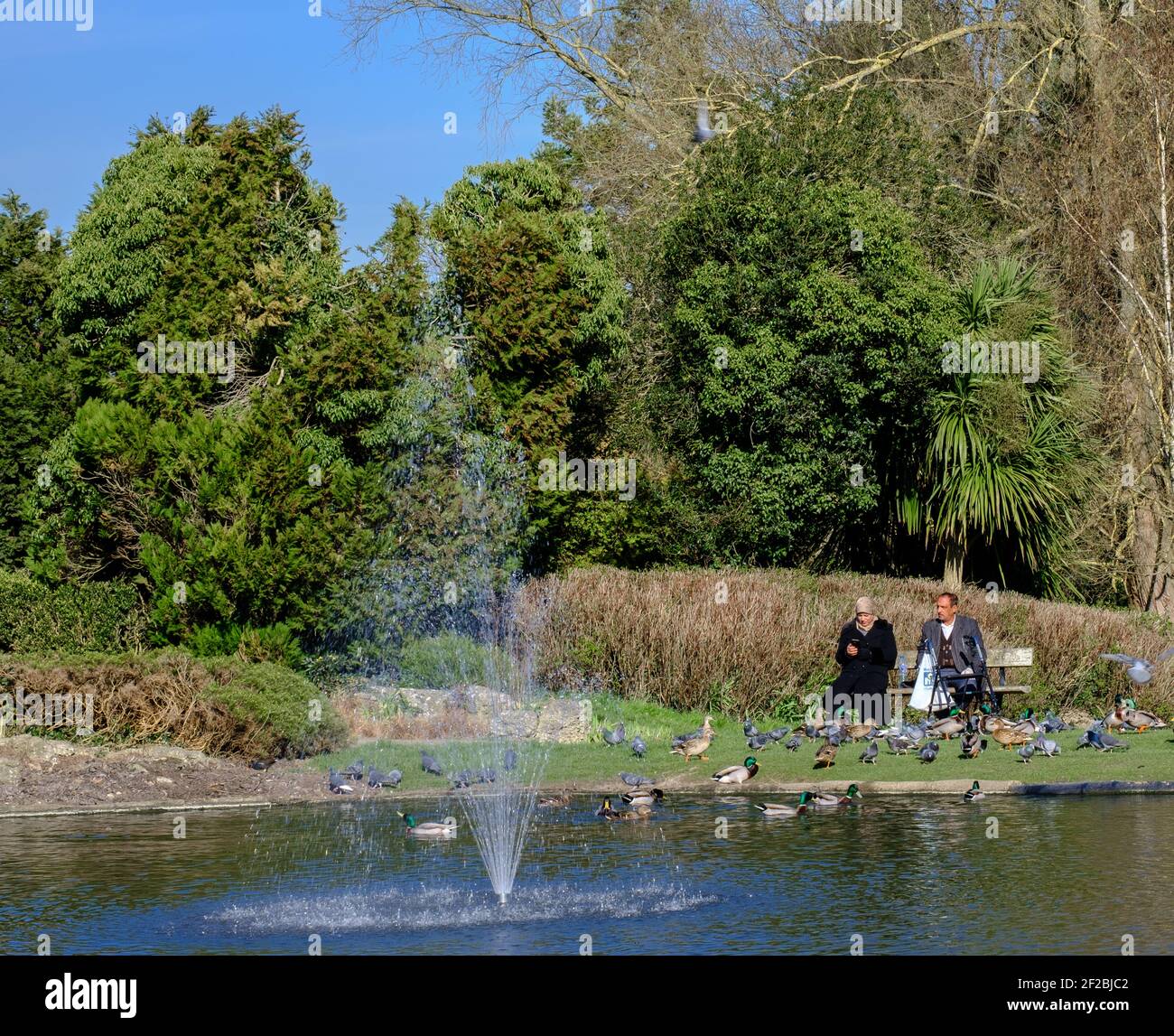 Donna con hijab e uomo siedono sulla panchina del parco accanto al laghetto d'anatra con anatre e piccioni ai loro piedi. Fontana in acqua e alberi alti dietro di loro. Foto Stock