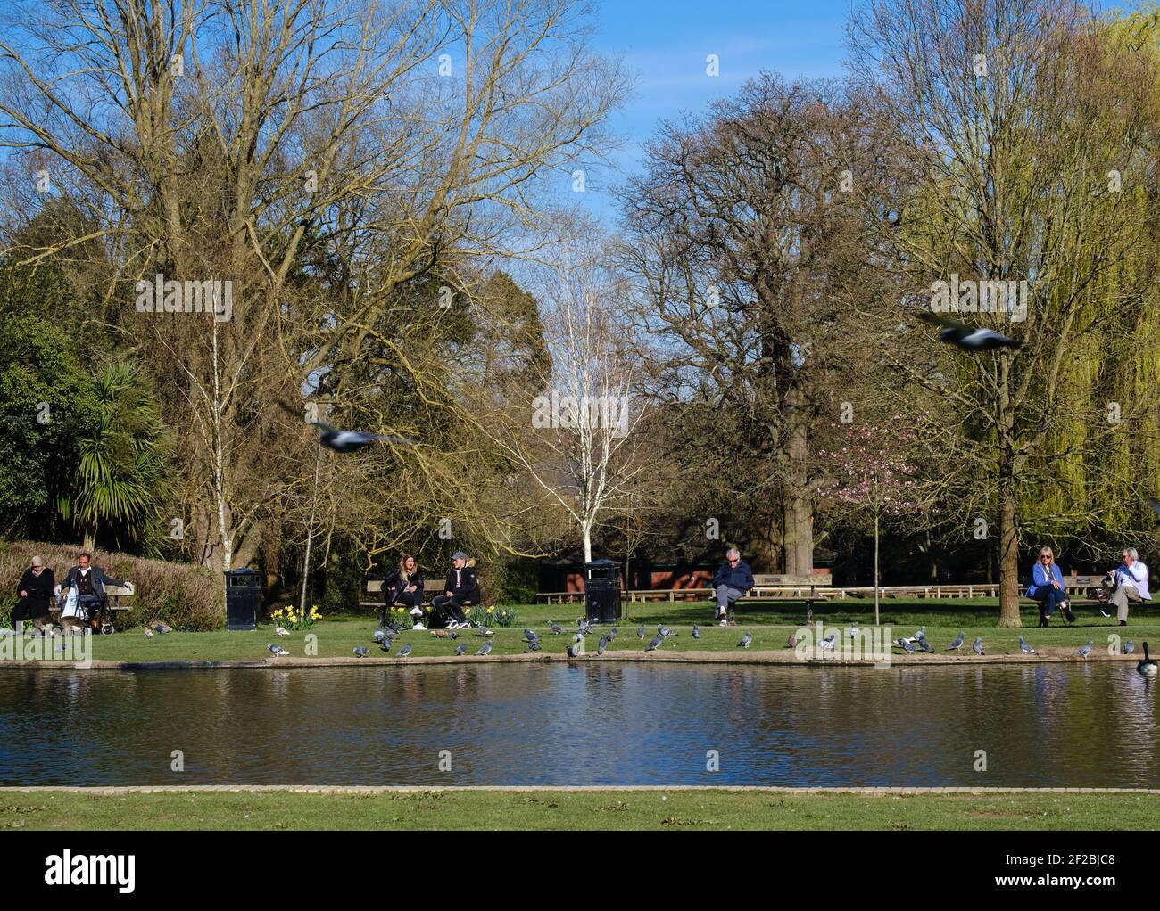 Persone che si siedono sulle panchine del parco al sole con i piccioni sul terreno accanto allo stagno di Pinner Memorial Park, Pinner, Harrow, Londra, Regno Unito. Foto Stock