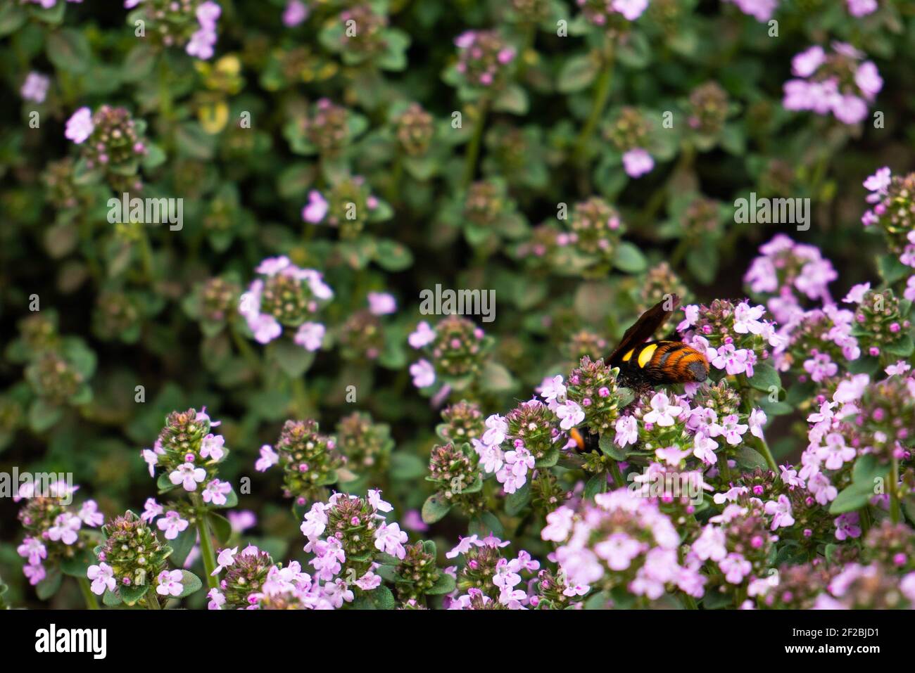 Erba verde con piccoli fiori viola di timo su cui un grande insetto si siede Foto Stock