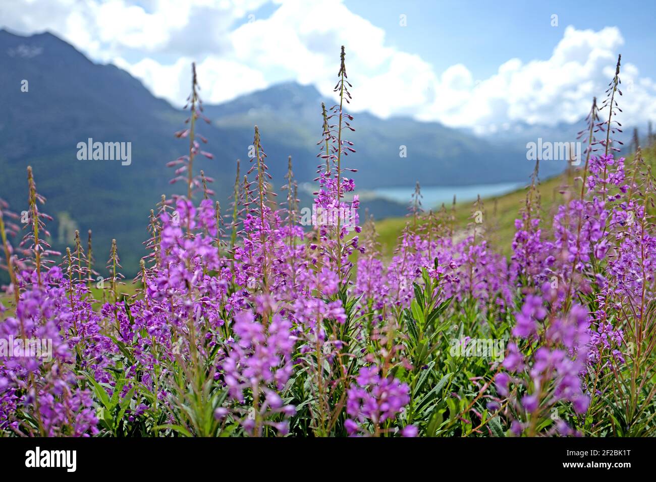 I fiori di montagna viola e le Alpi svizzere offrono una vista panoramica sulla valle dell'Engadina e sul lago blu. Sils Maria, Maloja, Svizzera. Foto Stock