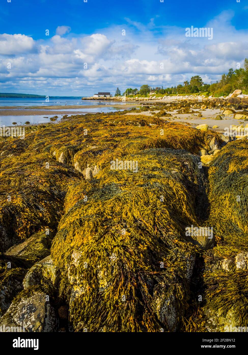 Alghe sulle rocce in una spiaggia tra Liverpool e. Shelburne Nuova Scozia Canada Foto Stock