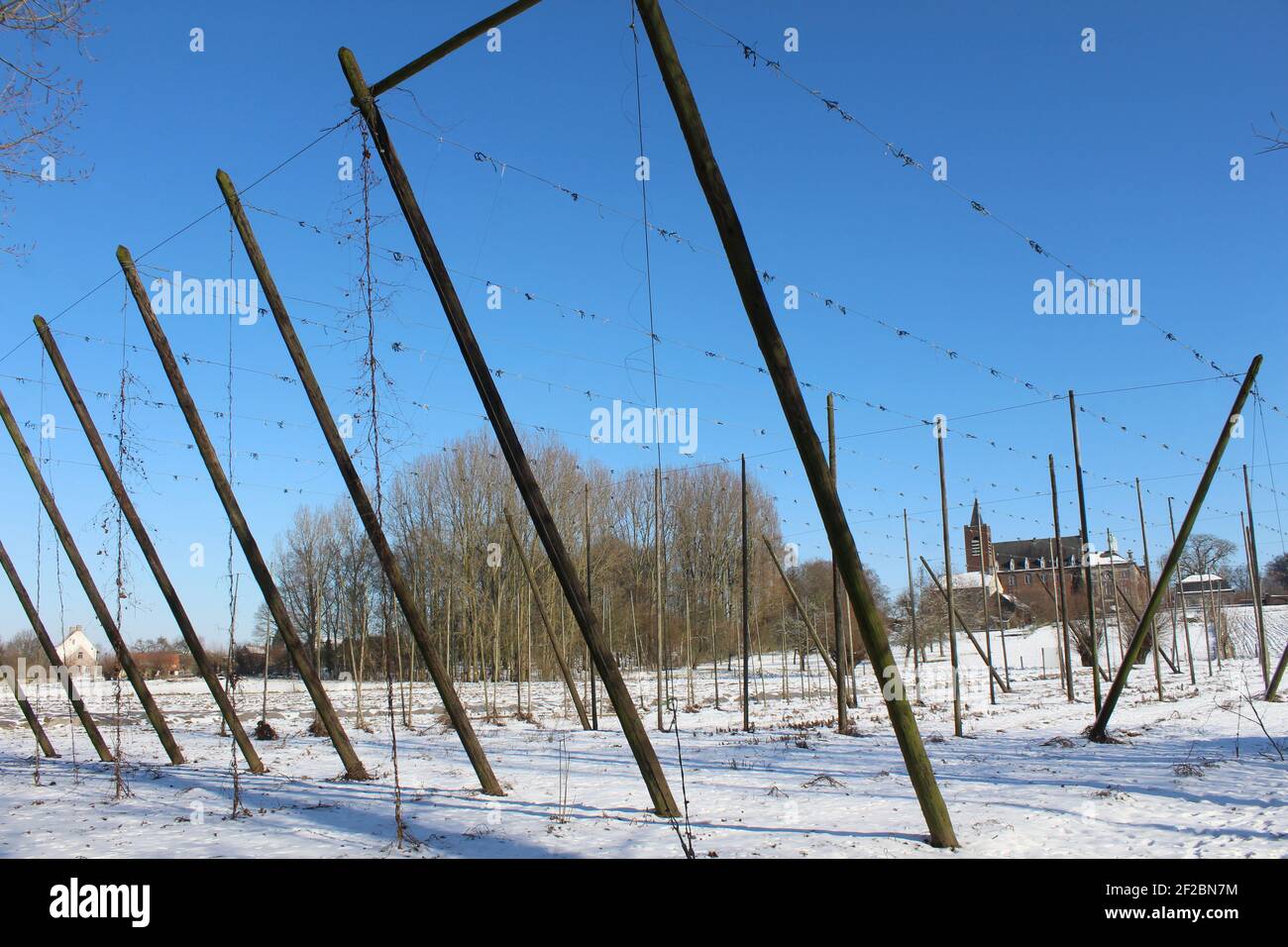 Campi innevati di luppolo ad Affligem, Brabante Fiammingo in Belgio. Pali e corde di sostegno in posizione per l'addestramento delle piante in primavera. Foto Stock