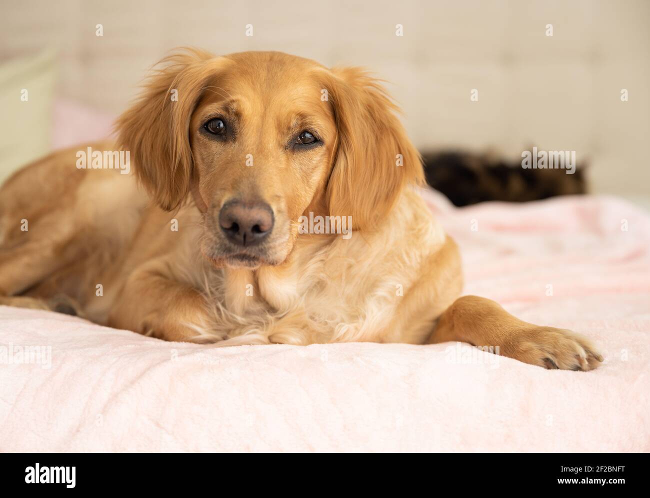 Donna Golden Retriever guardando fotocamera su letto rosa, gatto in background Foto Stock