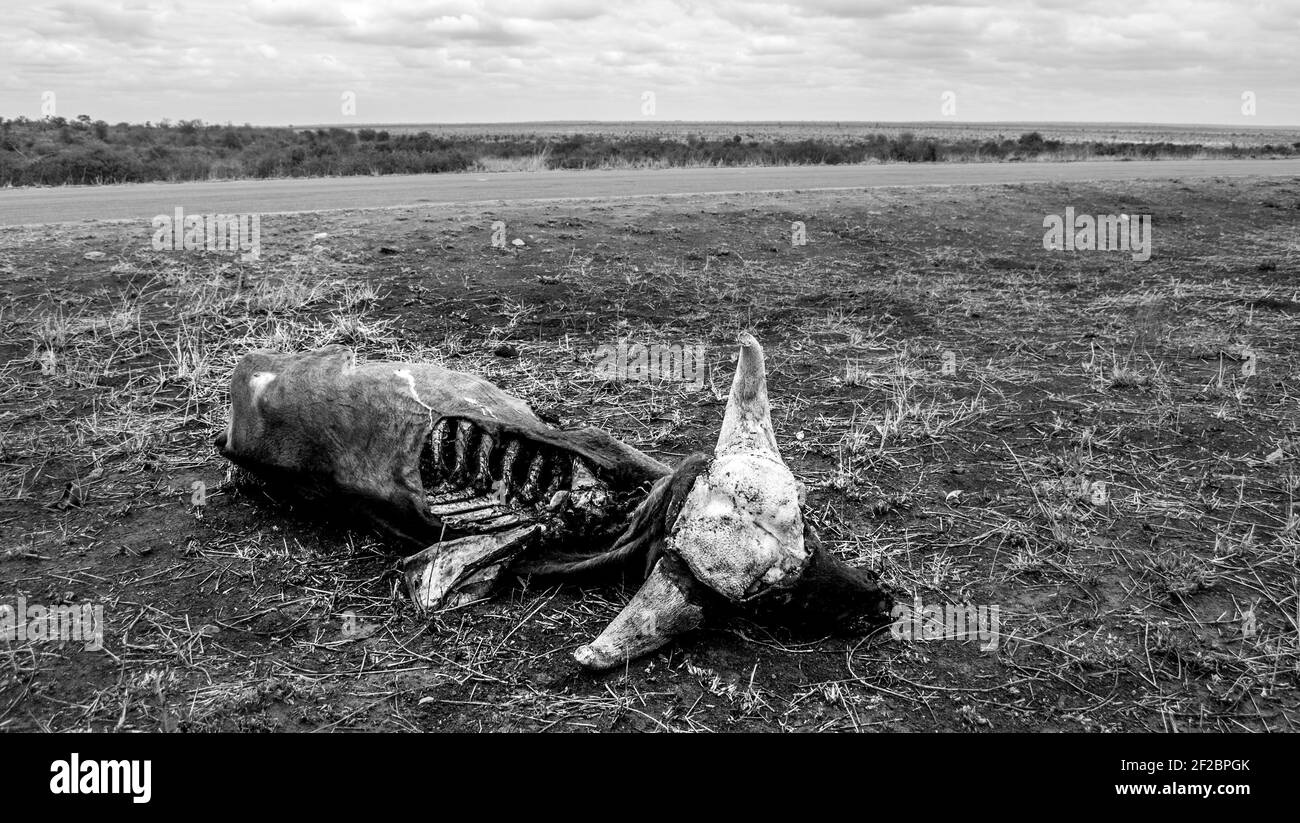 Carcassa di Cape Buffalo durante una siccità al Kruger National Park, Sudafrica. Febbraio 2016. Foto Stock