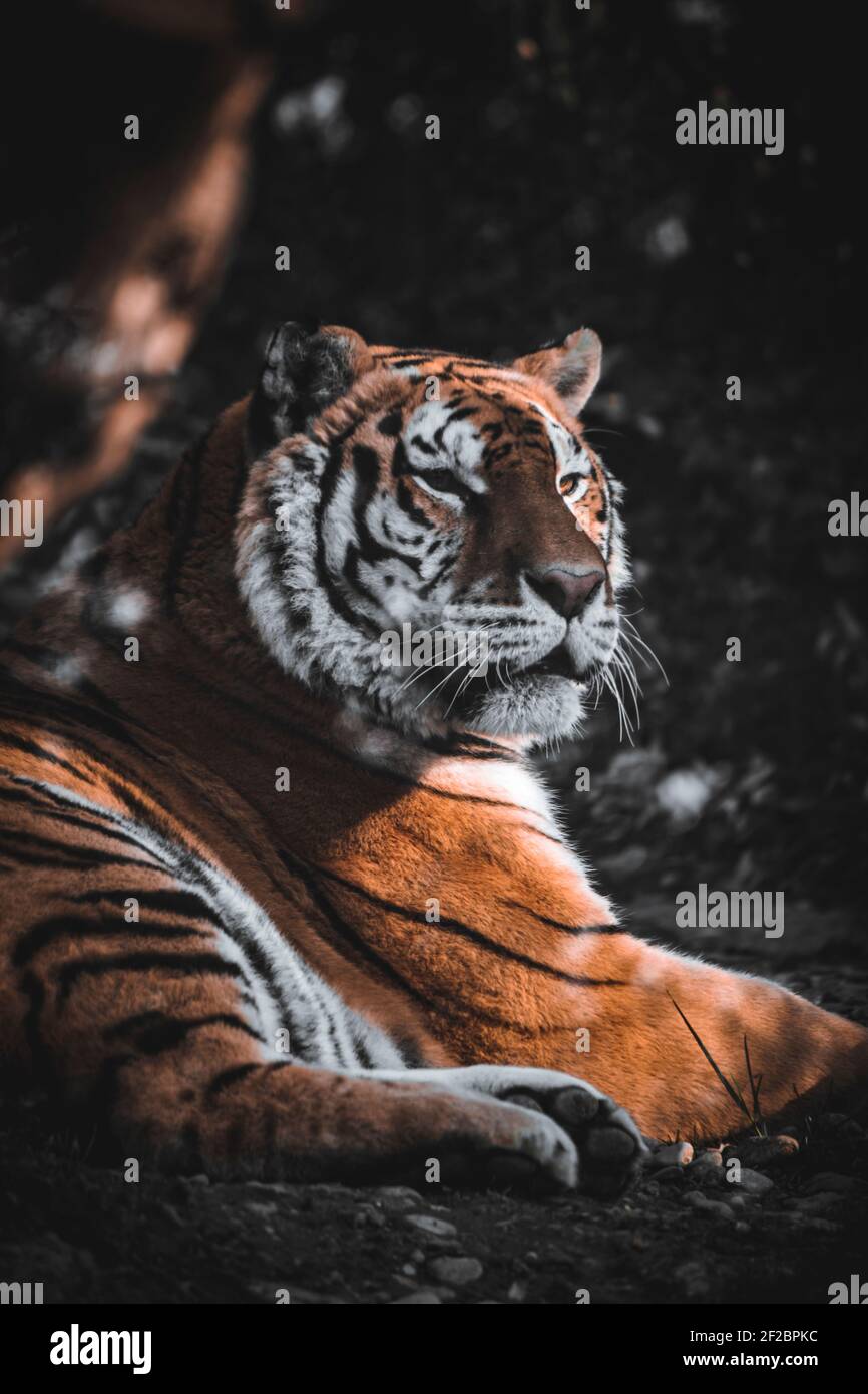 Una maestosa tigre catturata riposando all'ora d'oro. Foto scattata nello zoo di Cornelle, vicino Bergamo. Foto Stock