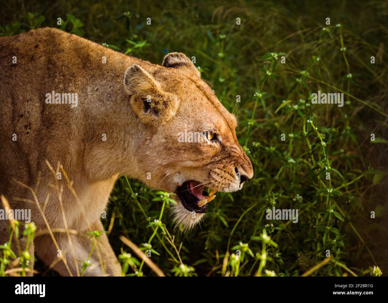 Una leonessa ruggendo nella Kapama Game Reserve, Sudafrica. Febbraio 2021 Foto Stock