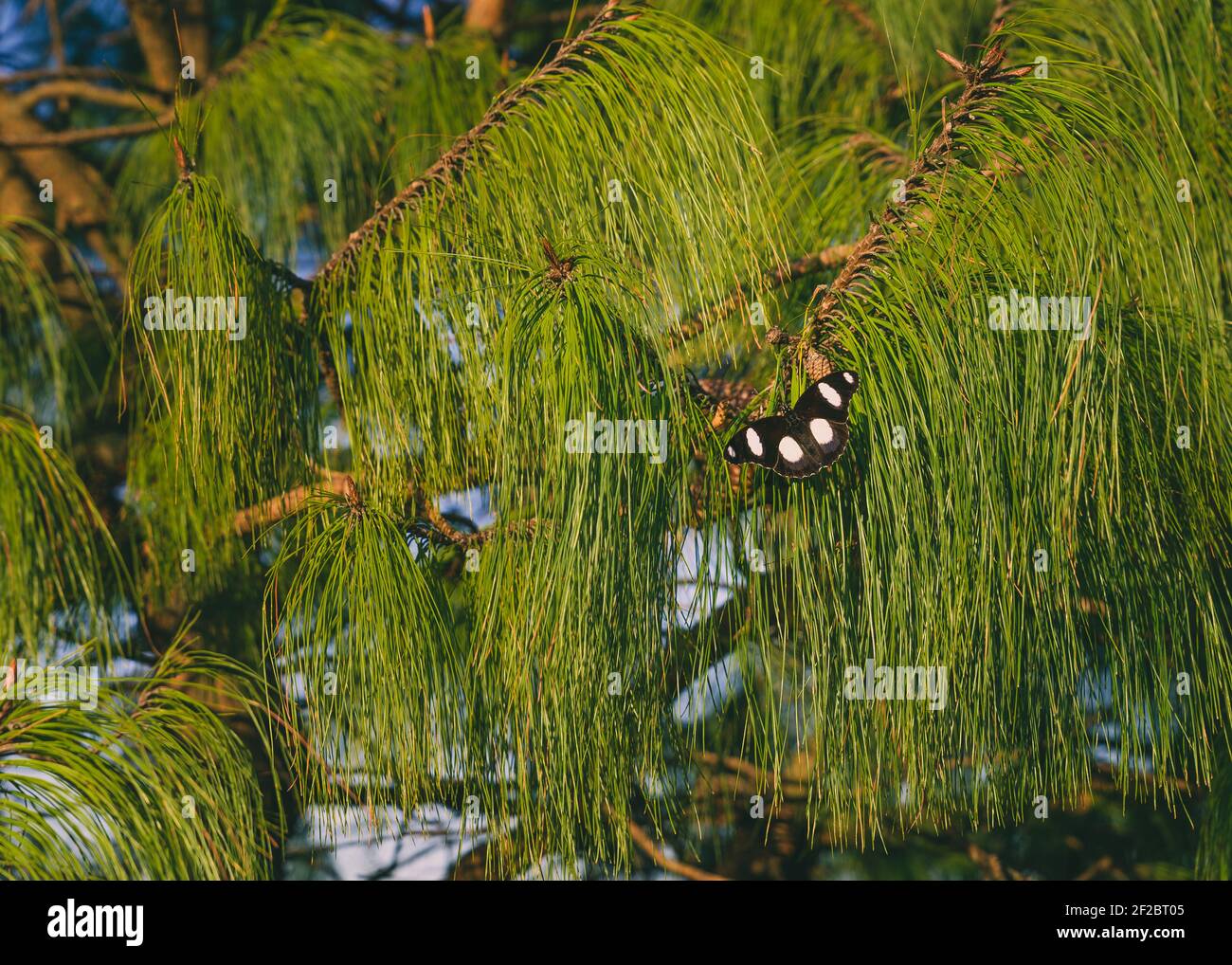 Danaid Eggfly, farfalla nera con macchie bianche su un pino in Dullstrroom Sud Africa. Marzo 2019 Foto Stock