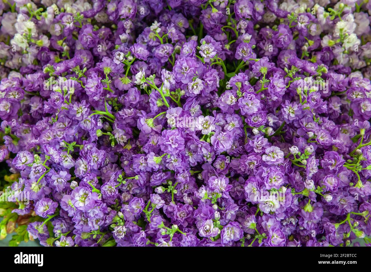 Bouquet grande di mattiola primo piano. Lilla fiori delicati - sfondo floreale. Foto Stock