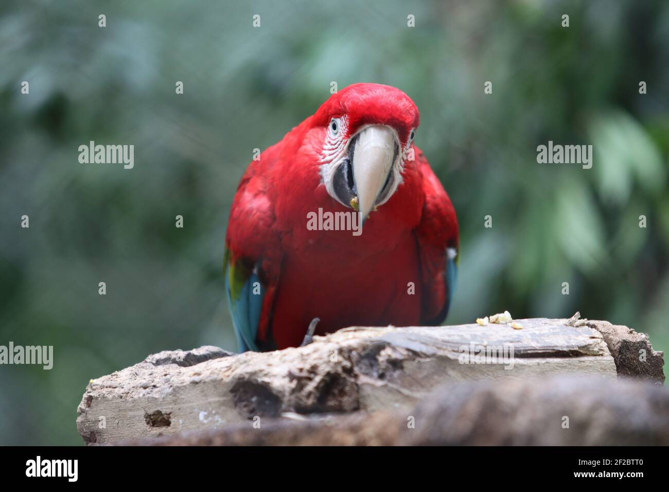 Guacamayo rojo en el Parque Nacional Iguazú, Misiones, Argentina. Macaw rosso nel Parco Nazionale di Iguazú, Misiones, Argentina. Foto Stock