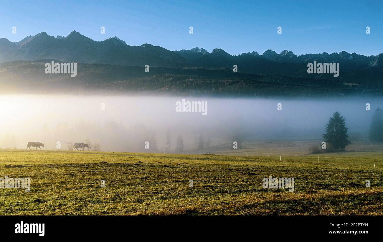 Antenna di montagna, vista epica. Paesaggio montano con nebbia mattutina. Tatra alte montagne al mattino soleggiato. Paesaggi alpini e mucche da pascolo. Foto Stock