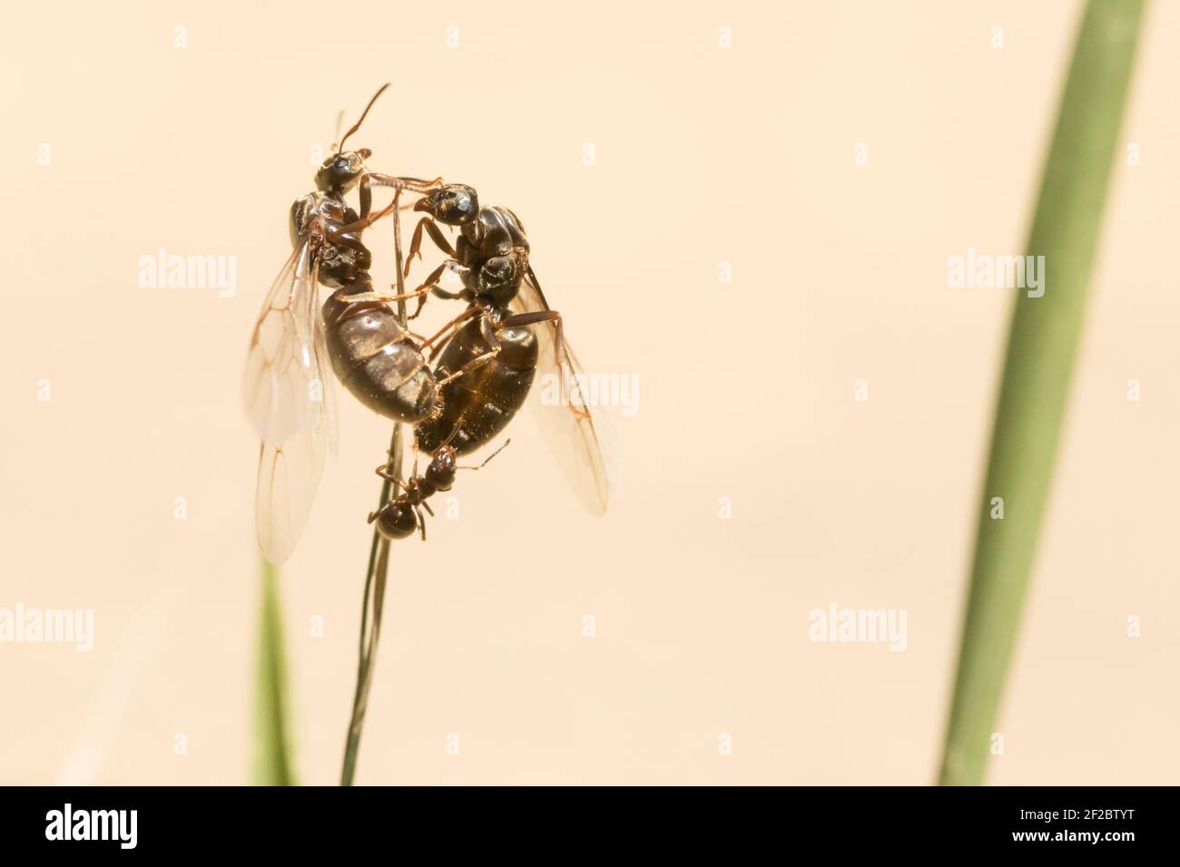 Le formiche regine che prendono il volo. Sussex, Regno Unito. Foto Stock