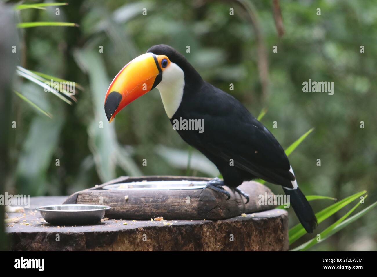 Tucán en recuperación en el Parque Nacional Iguazú, Misiones, Argentina. Toucan in recupero nel Parco Nazionale Iguazú, Misiones, Argentina. Foto Stock