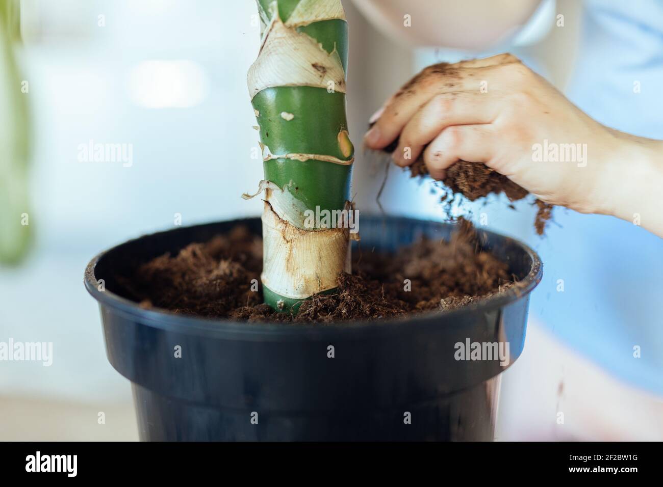 Giardiniere hobbista aggiungendo suolo fertilizzato ad una pianta interna repotata Foto Stock