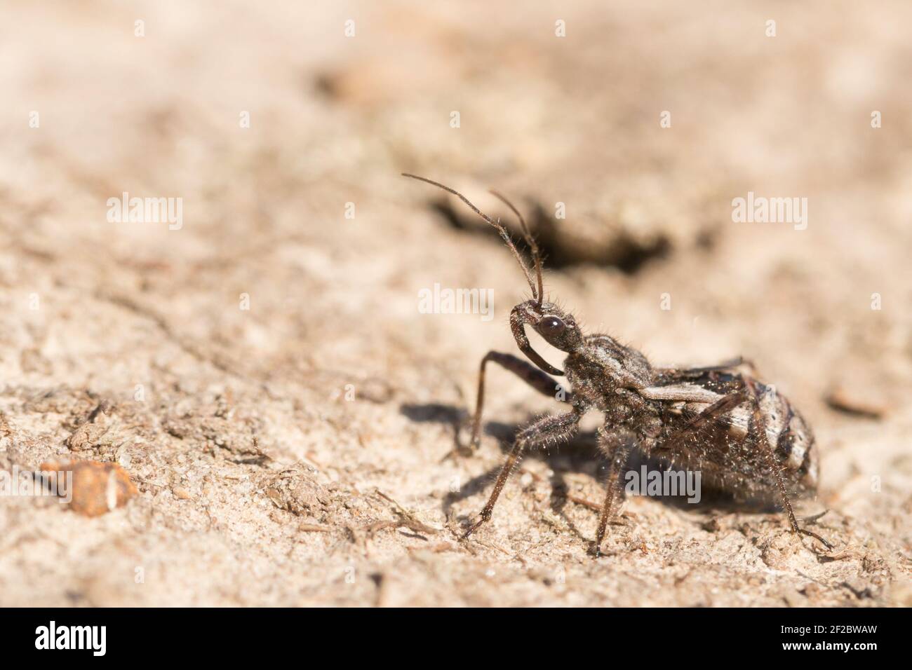 Heath assassin bug (Coranus sp.). Sussex, Regno Unito. Foto Stock