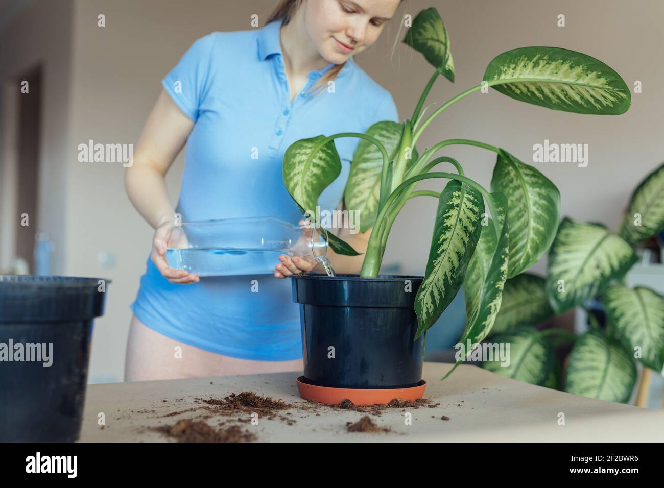 Prendendosi cura dopo le piante domestiche. Annaffiatura un vaso su palma Foto Stock