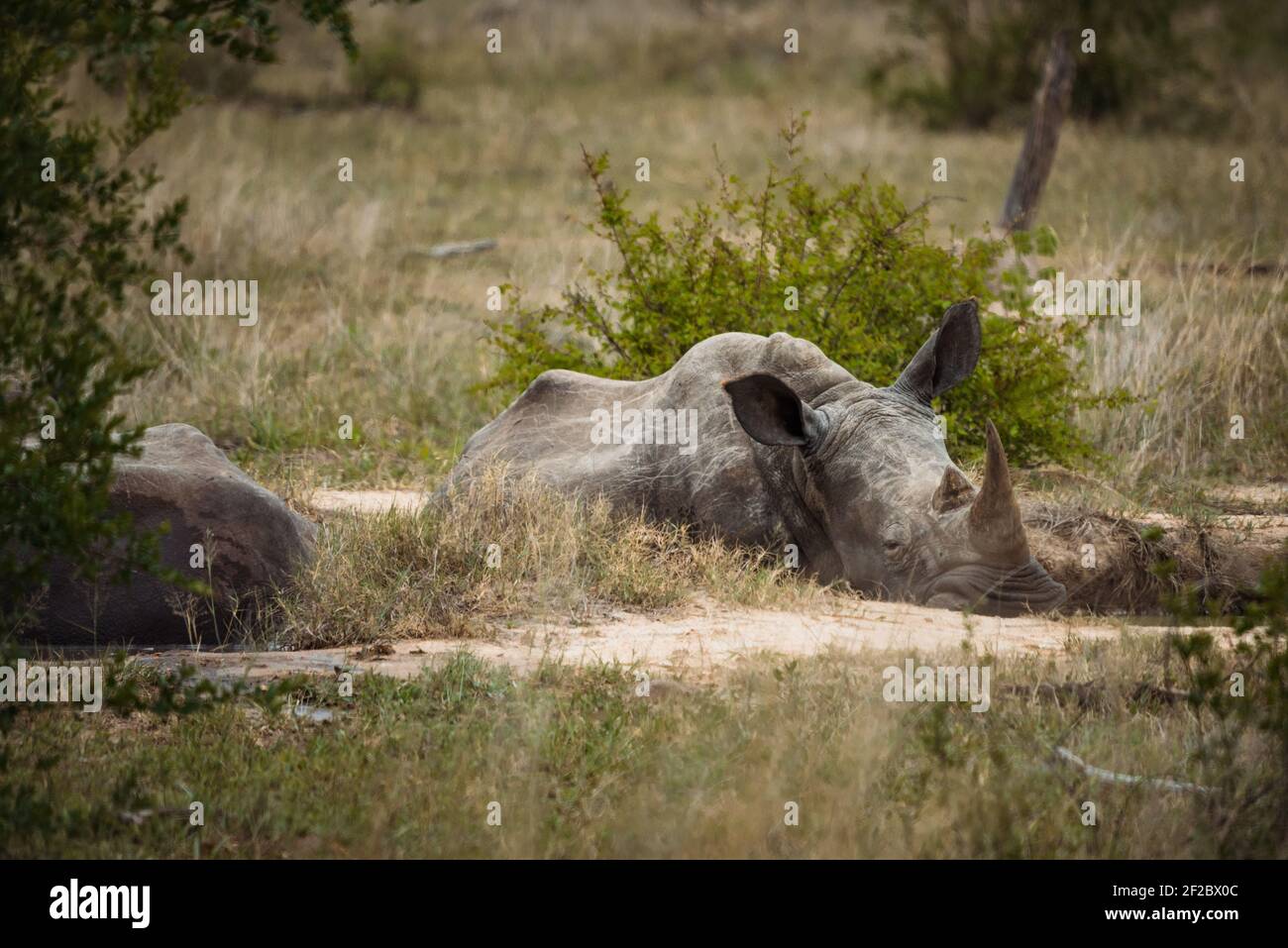 Il Rhino Bianco Meridionale riposa nel Parco Nazionale Kruger Foto Stock