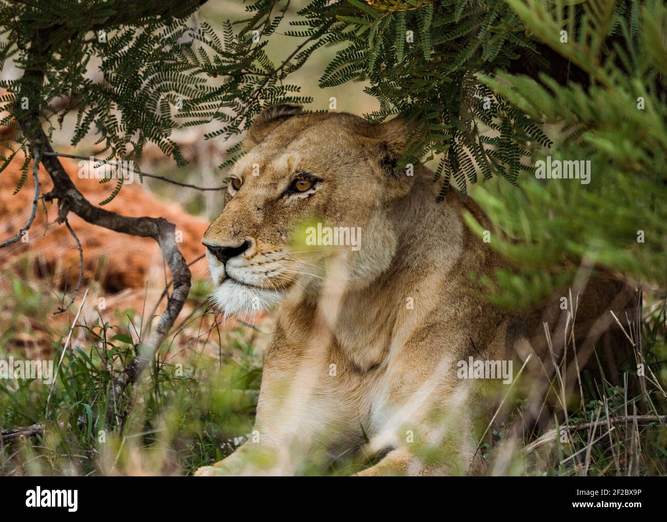 Leonessa nel bush al Kruger National Park, Sud Africa. Dicembre 2020 Foto Stock