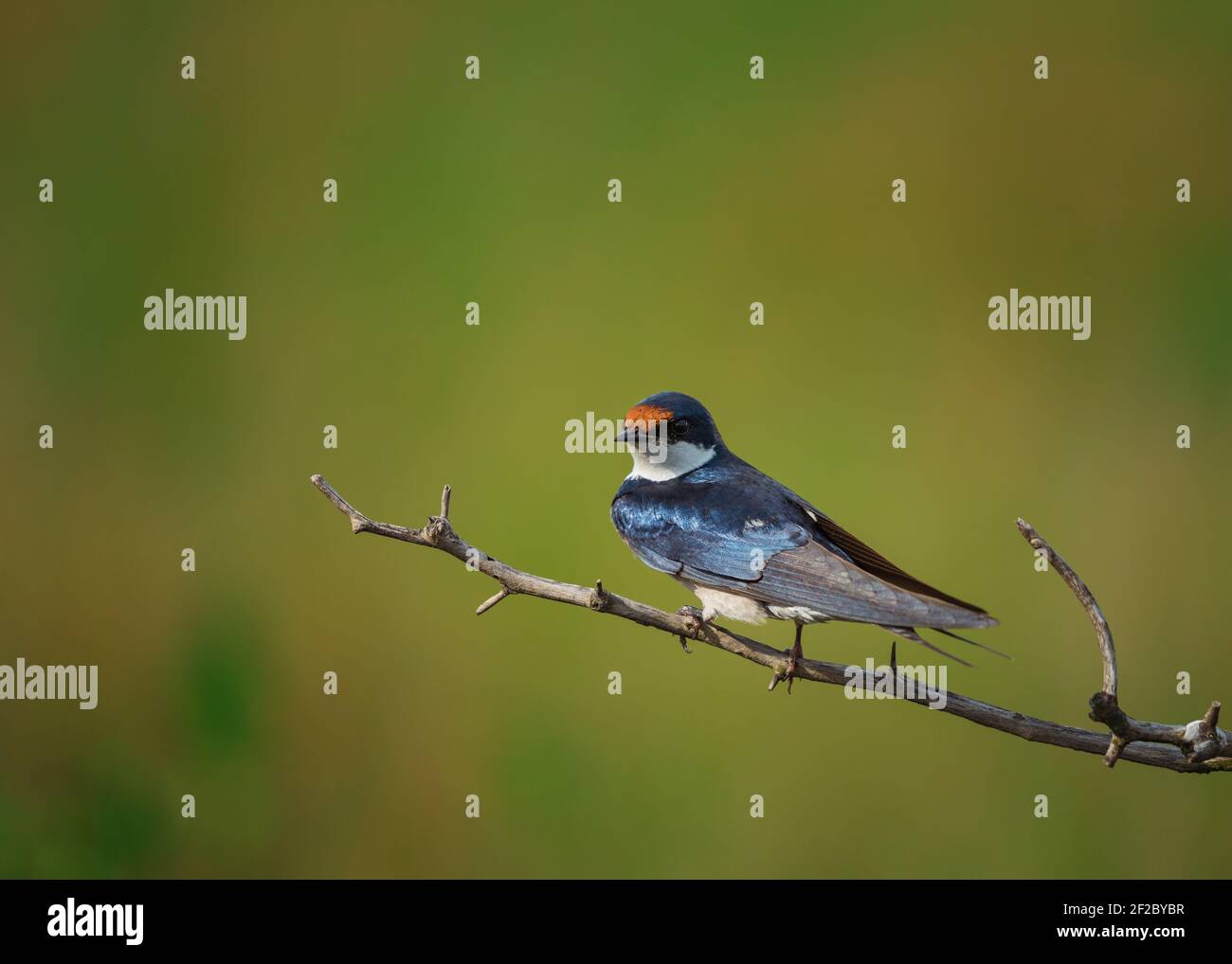 Swallow con coda di filo su un torso spinoso nella Riserva Naturale di Rietvlei, Sud Africa. Dicembre 2020 Foto Stock