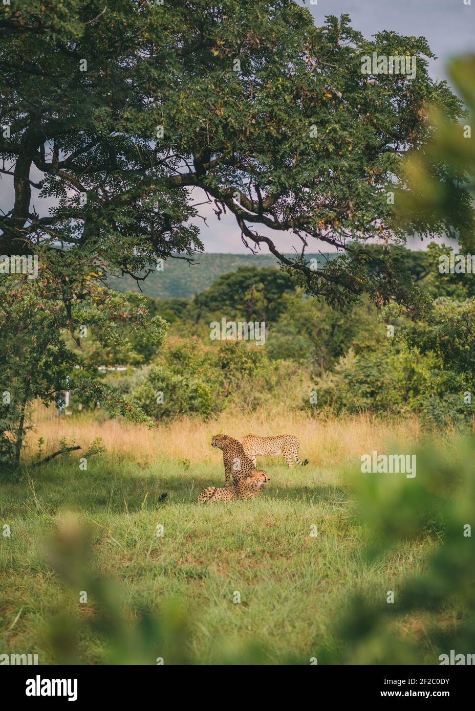 Ghepardo sotto un albero a Mabalingwe, Sudafrica. Febbraio 2020 Foto Stock