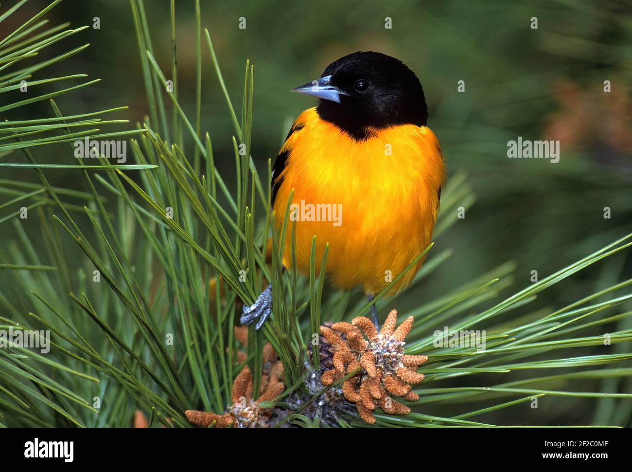 oriole nord maschio Foto Stock