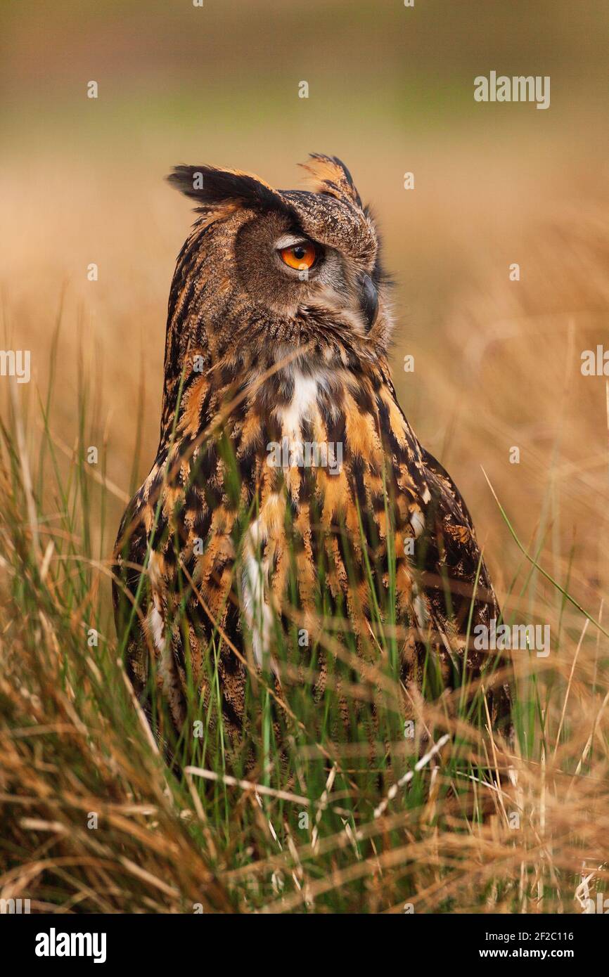 Un ritratto di una gufo europeo. Foto Stock