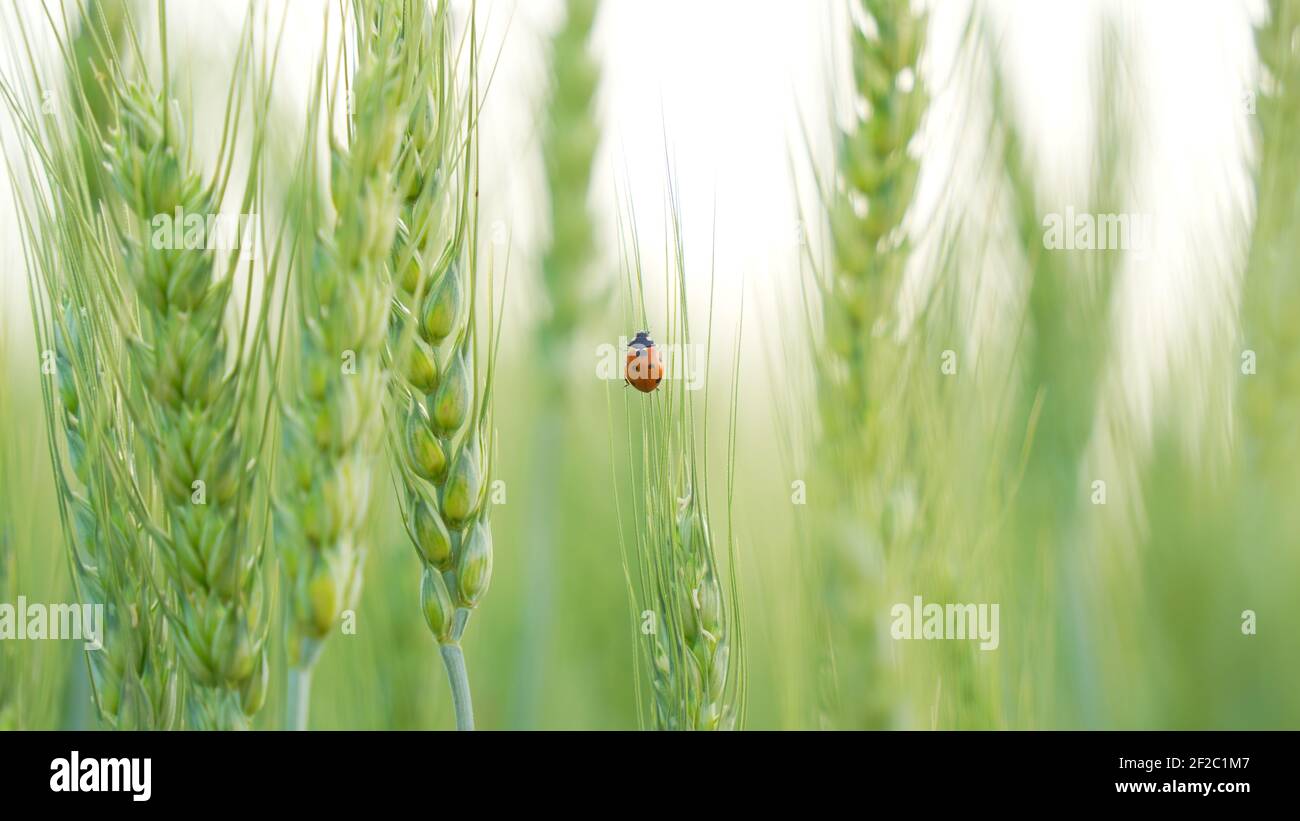 Closeup ladybugs seduti sulle orecchie di grano o sui baccelli in cielo di tramonto sfondo. Piante di grano verde non mature che crescono in grande fattoria campo. Insetti che alimentano cr Foto Stock