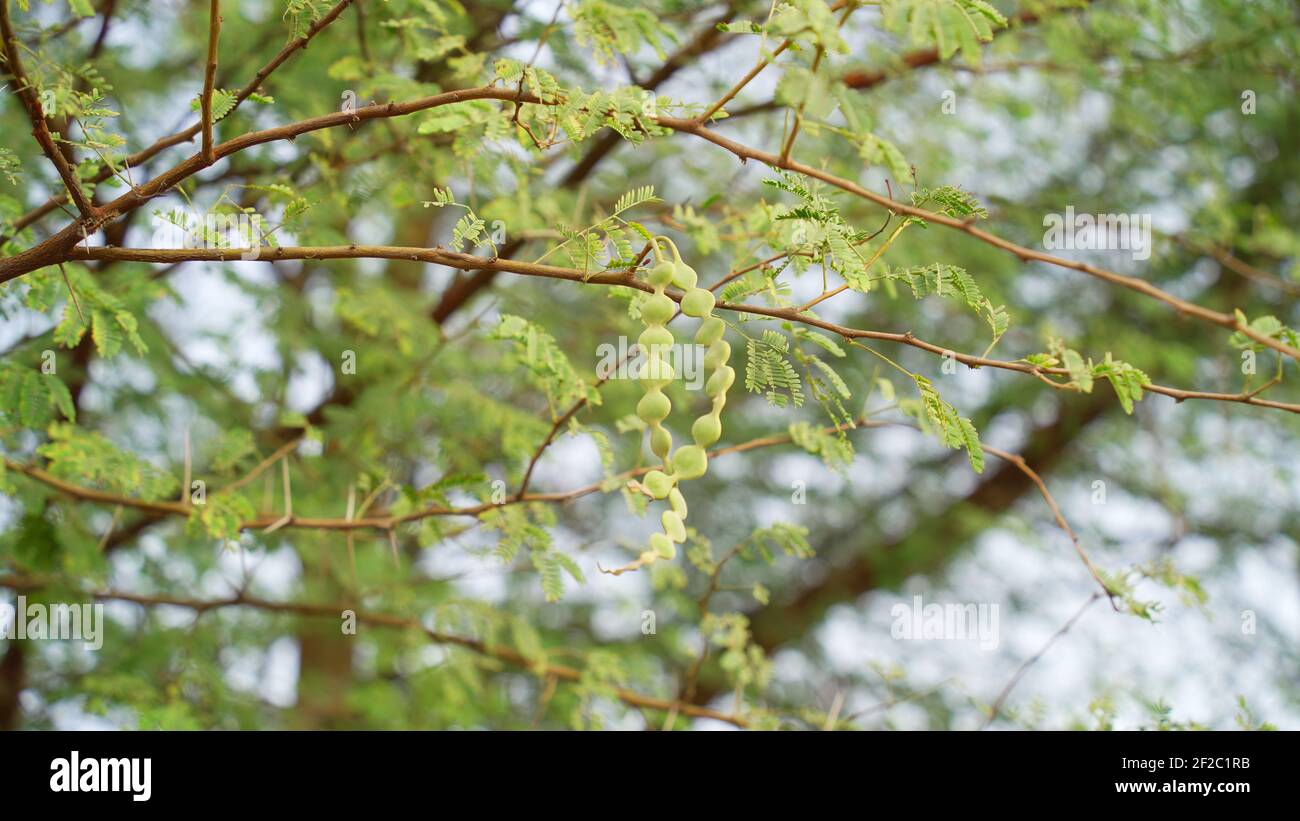 I frutti di Vachellia nilotica comunemente noto come un albero arabo di gomma, Babul, Thorn mimosa (albero di kikar). L'acacia spinosa è un albero nel Rajasthan, India Foto Stock
