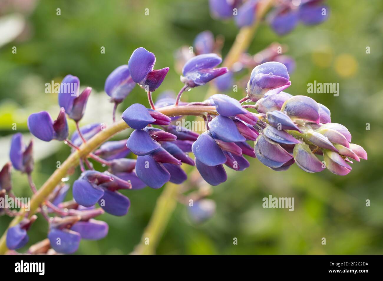 Fiore blu-rosa di lupino inclinato a destra con gocce di rugiada su un morbido sfondo verde sfocato. Vista ravvicinata. Soleggiata mattina d'estate. Fuori fuoco Foto Stock