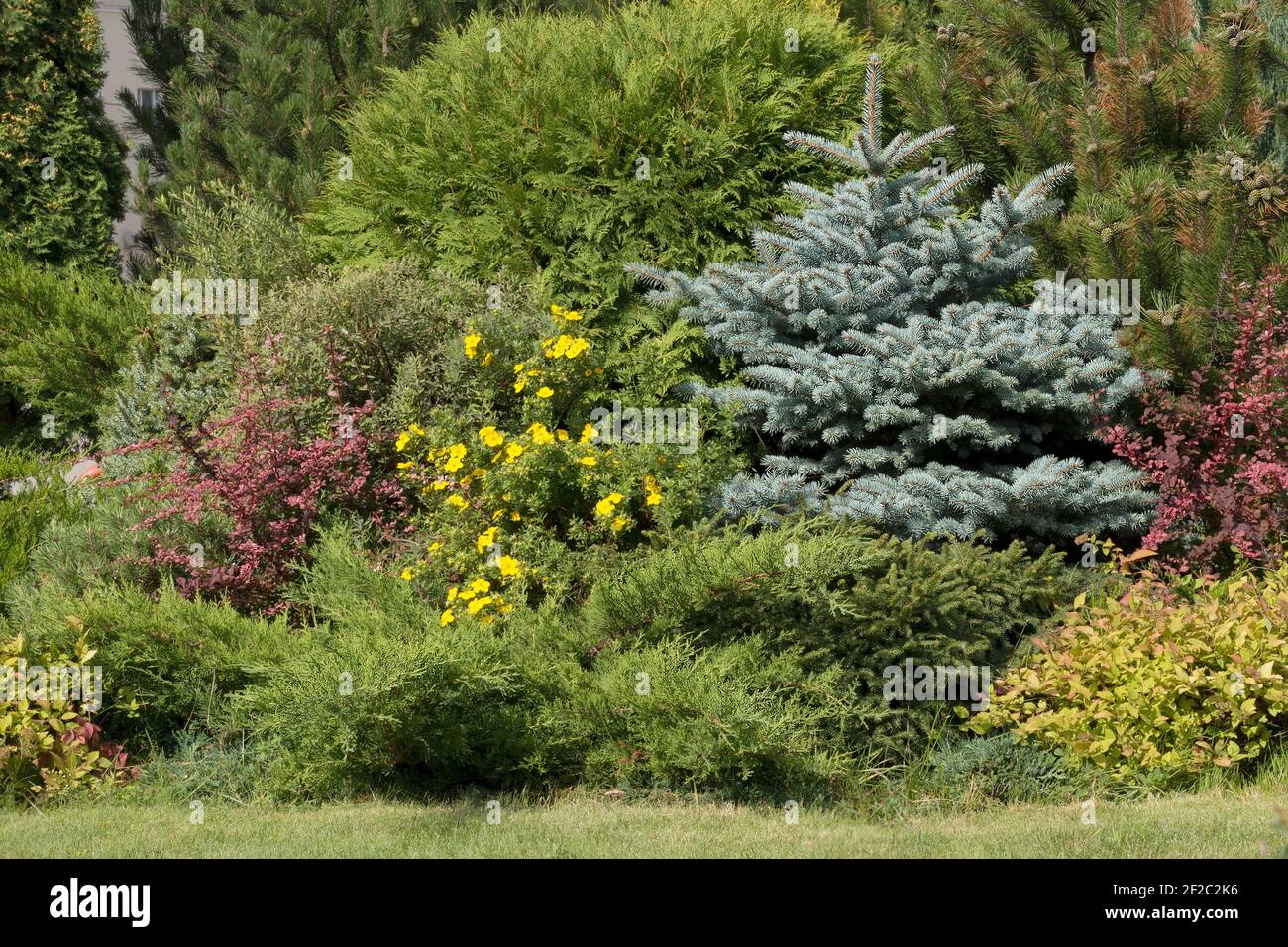 Paesaggio con abete rosso blu, bacca di borgogna, pini, thujas. Sfondo verde del parco Foto Stock