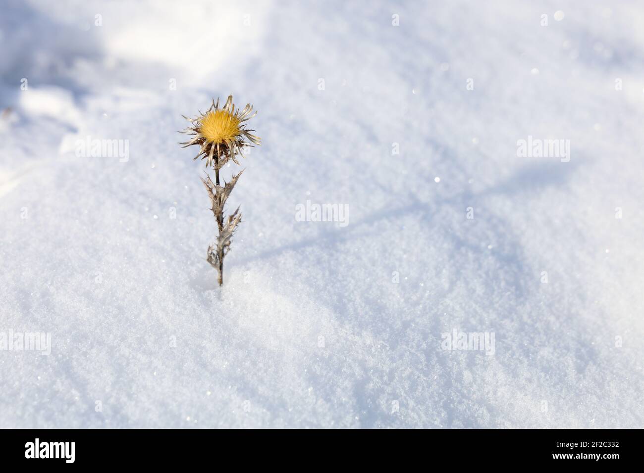Il cardo d'argento nella neve Foto Stock