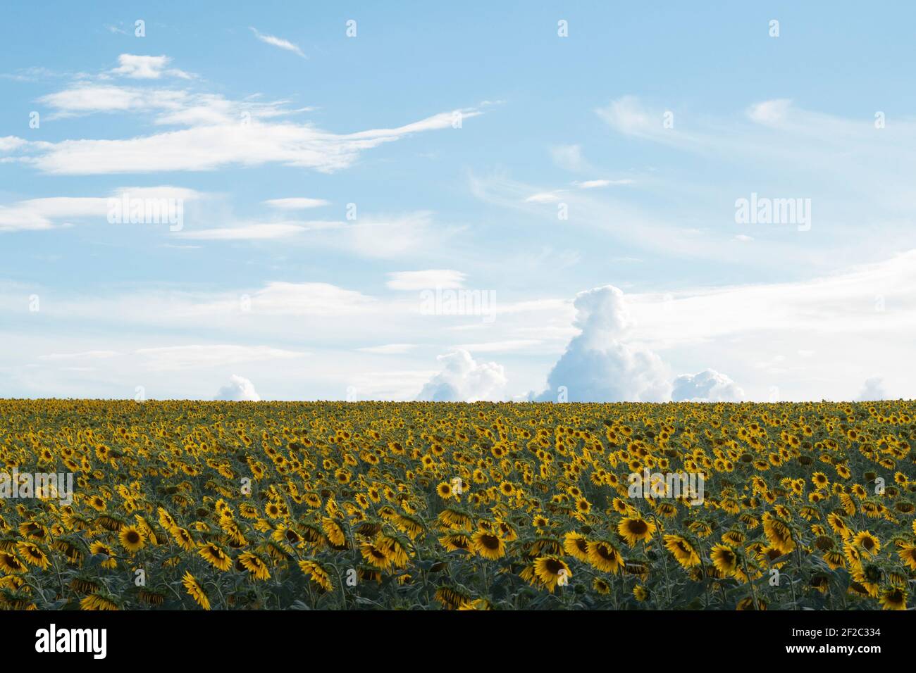 Campo di girasoli gialli contro un cielo blu nuvoloso. Paesaggio rurale estivo. Eco villaggio. Formato 16:9 Foto Stock