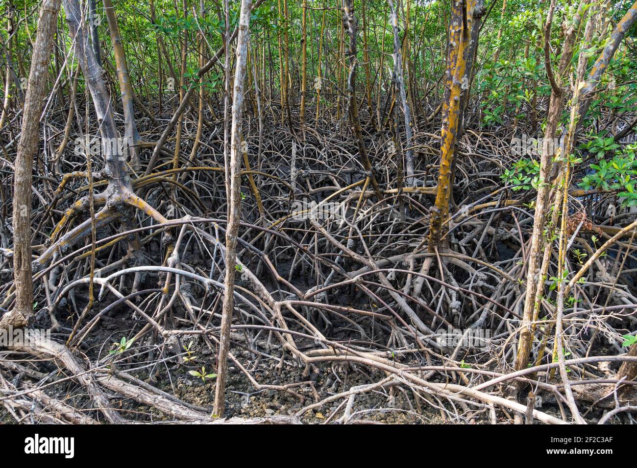 Radici prop di una foresta di mangrovie - Anne Kolb Natural Area, Hollywood, Florida, Stati Uniti Foto Stock