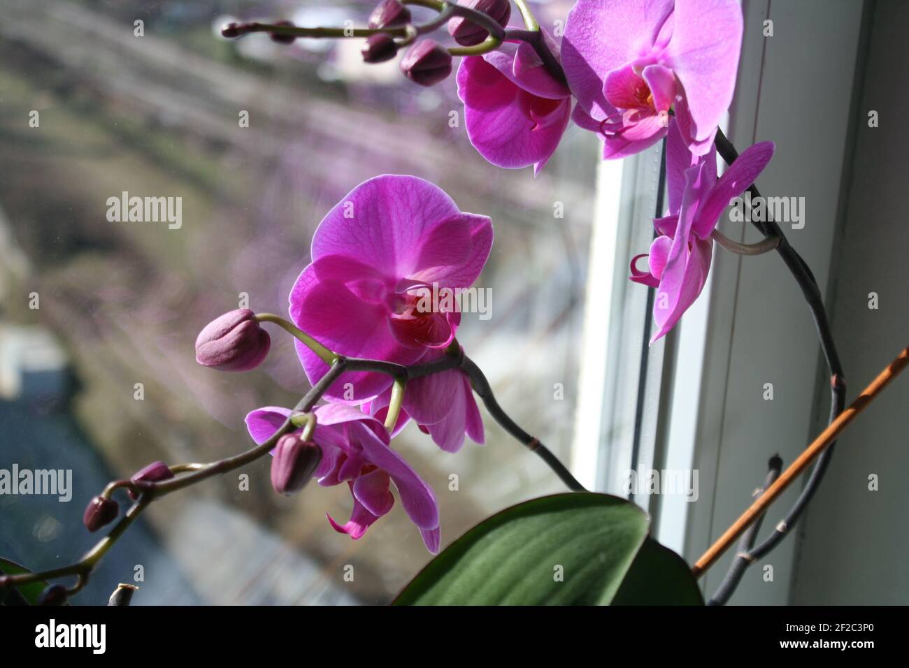 Orchidea di fiore di Purplr Foto Stock