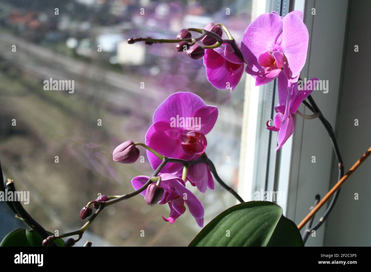 Orchidea di fiore di Purplr Foto Stock
