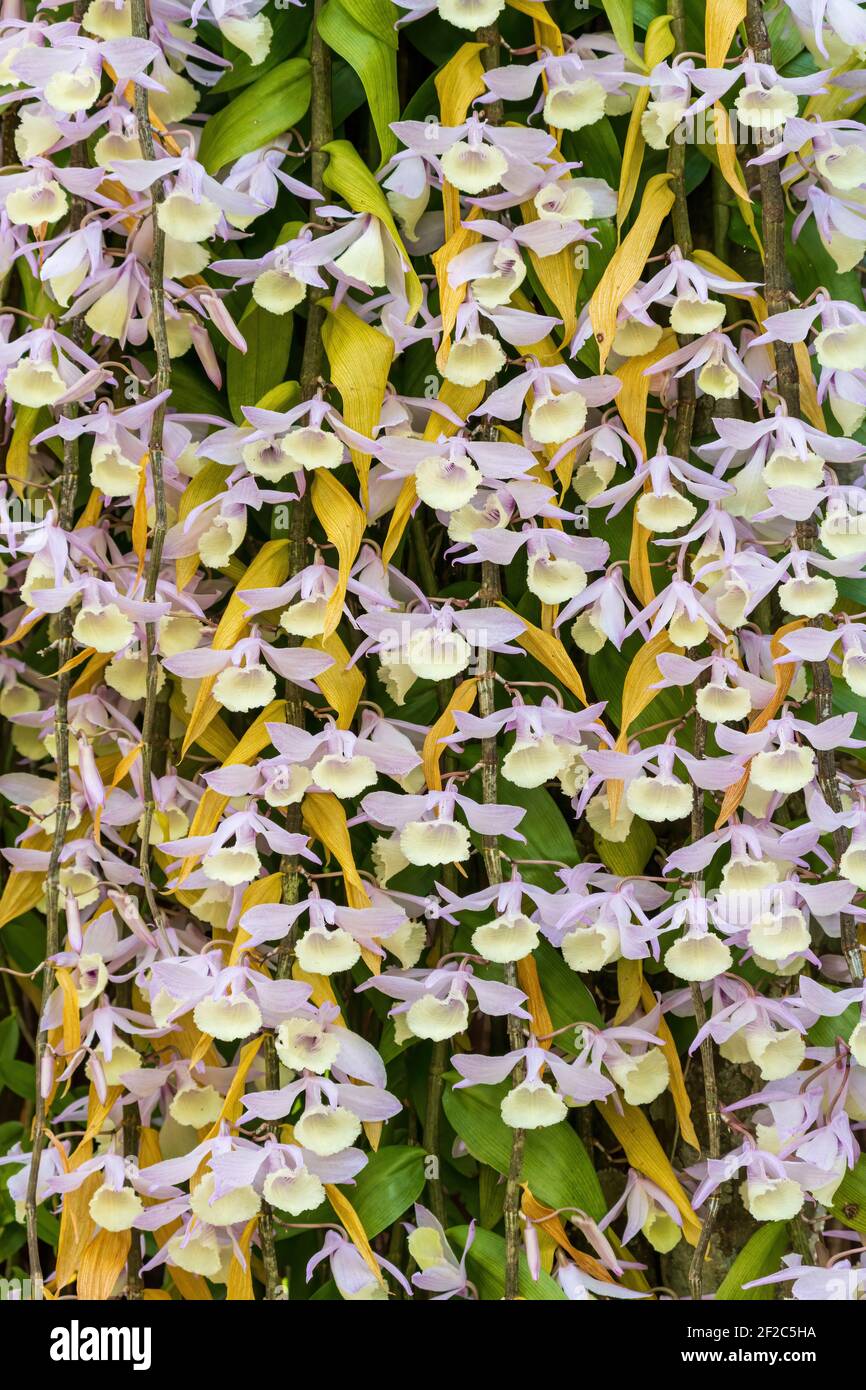 Pianta di orchidee Hooded (Dendrobium afillum), verticale Foto Stock