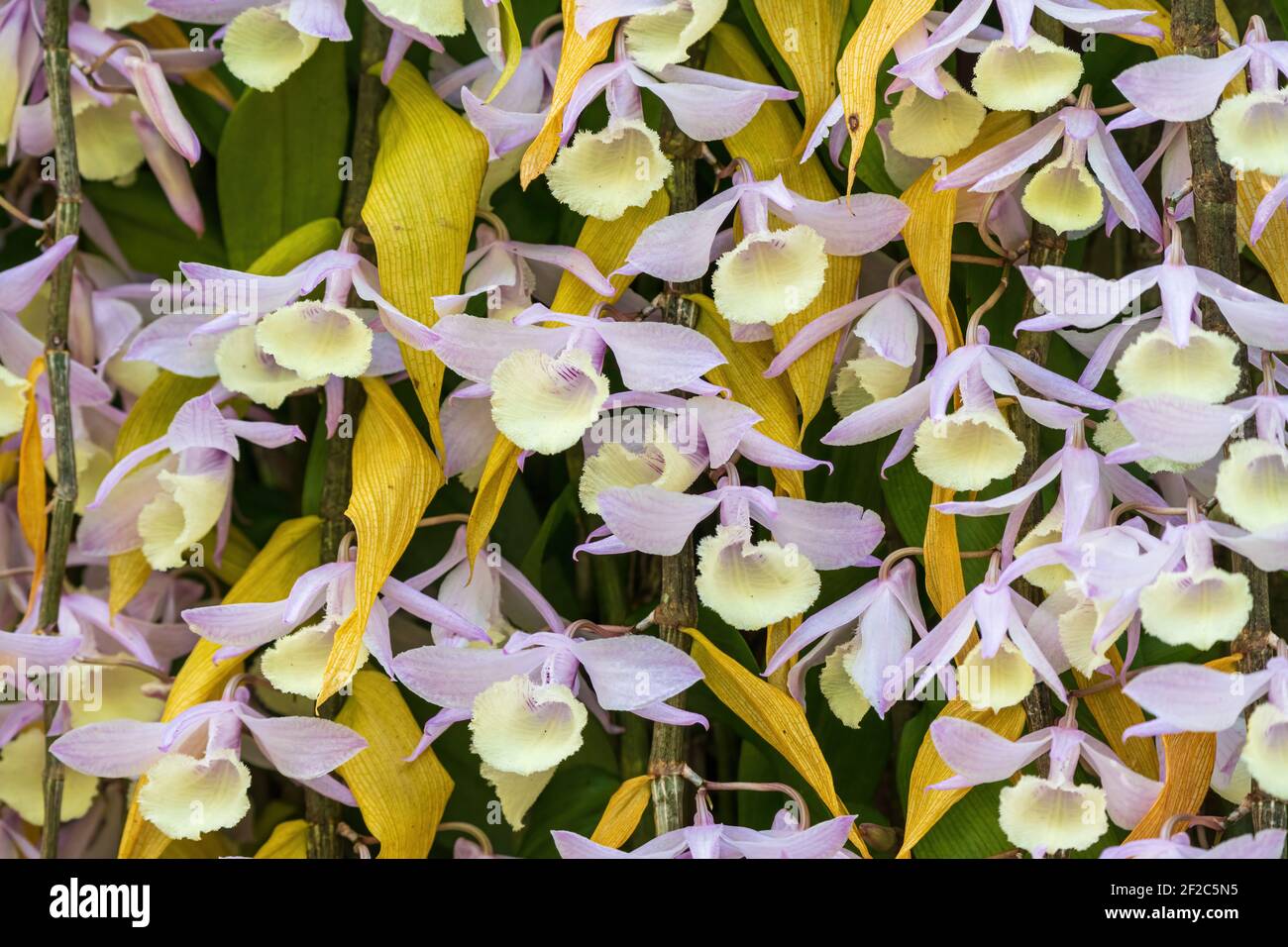 Pianta di orchidee con cappuccio (Dendrobium afillum) Foto Stock