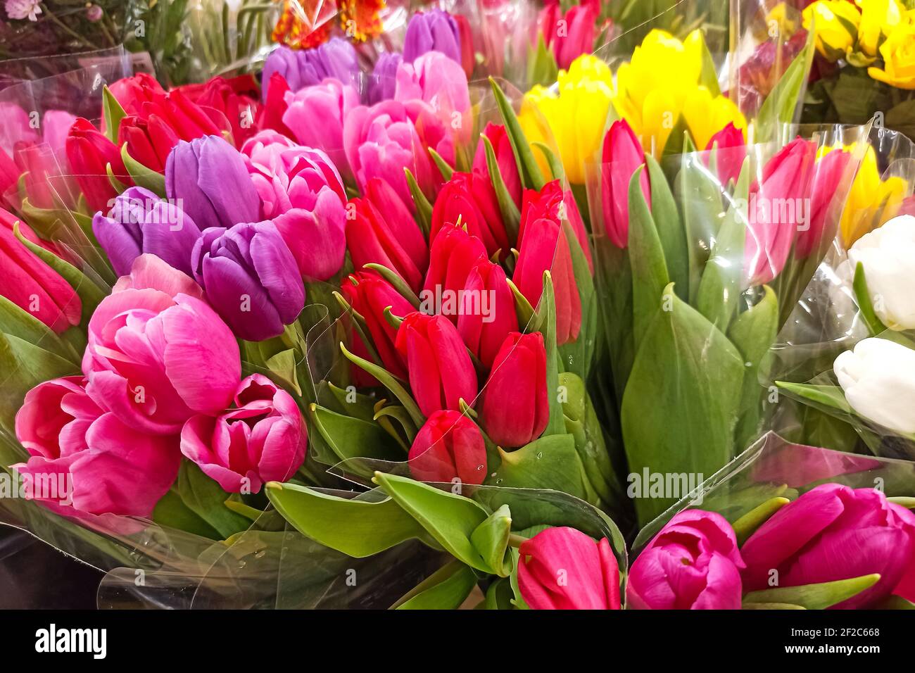 Bouquet multicolore di tulipani primo piano, sfondo o struttura Foto Stock