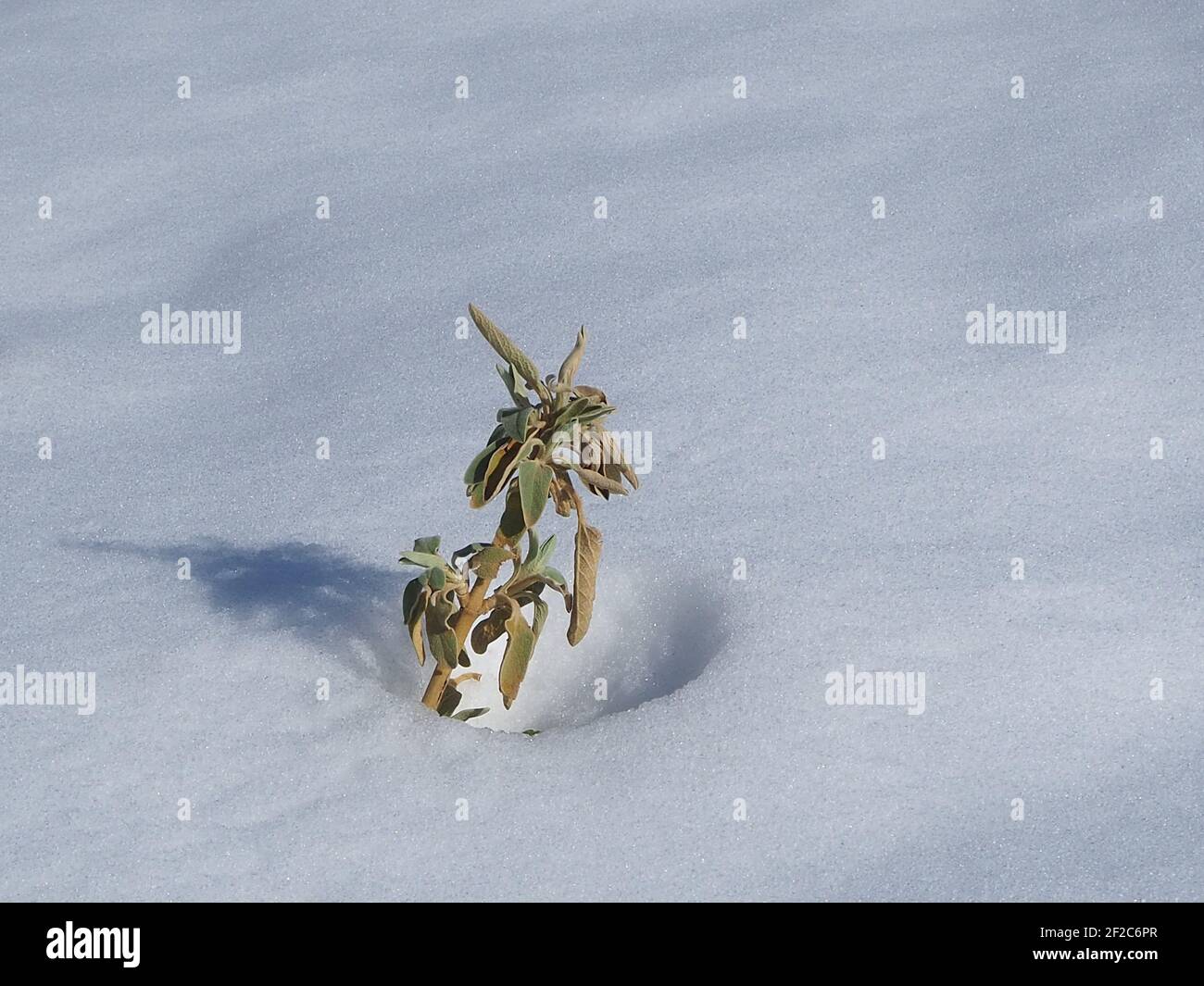 Pianta solitaria che sopravvive nella neve di montagna, vicino Atene, Grecia Foto Stock