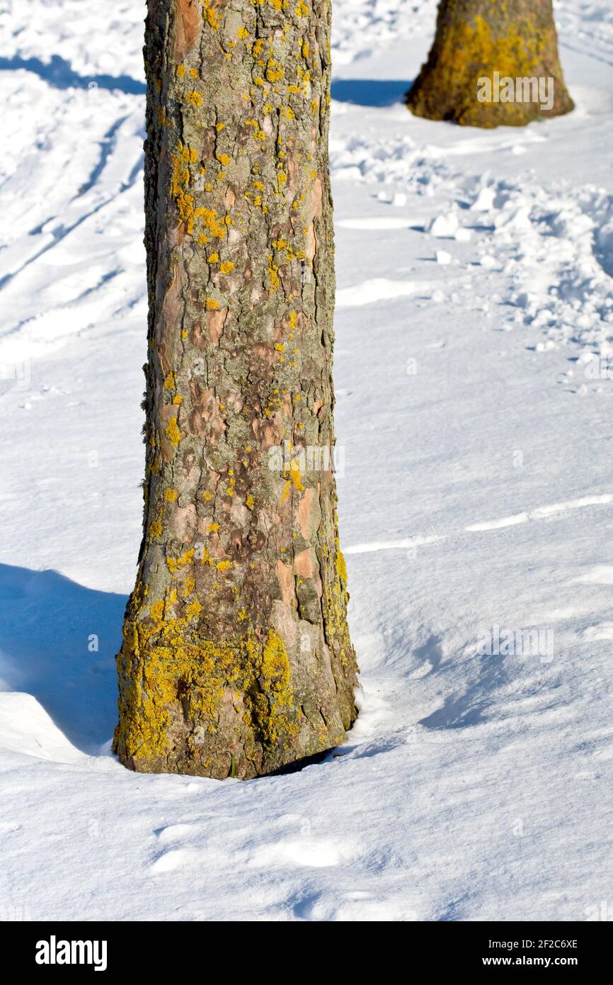 Un paio di giovani tronchi di Sycamore (acer pseudoplatanus) che crescono in un parco pubblico gettano ombre su una superficie innevata. Foto Stock