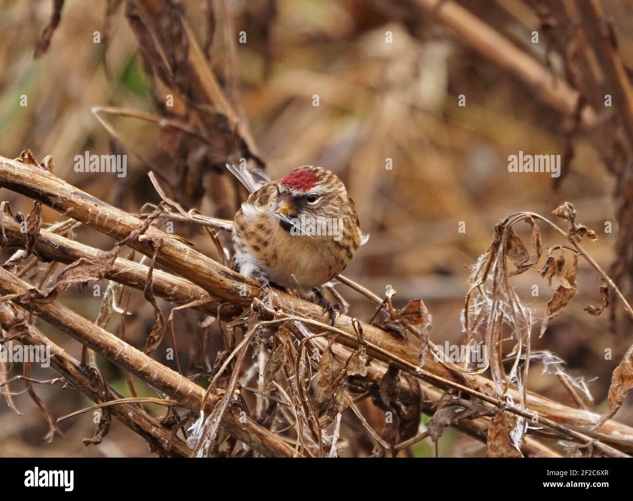 Maschio comune Redpoll (Acanthis flammea) che si nutra su semi soffici di Rosebay Willowwib (Chamaenerion angustifolium) in inverno, Cumbria, Inghilterra, Regno Unito Foto Stock