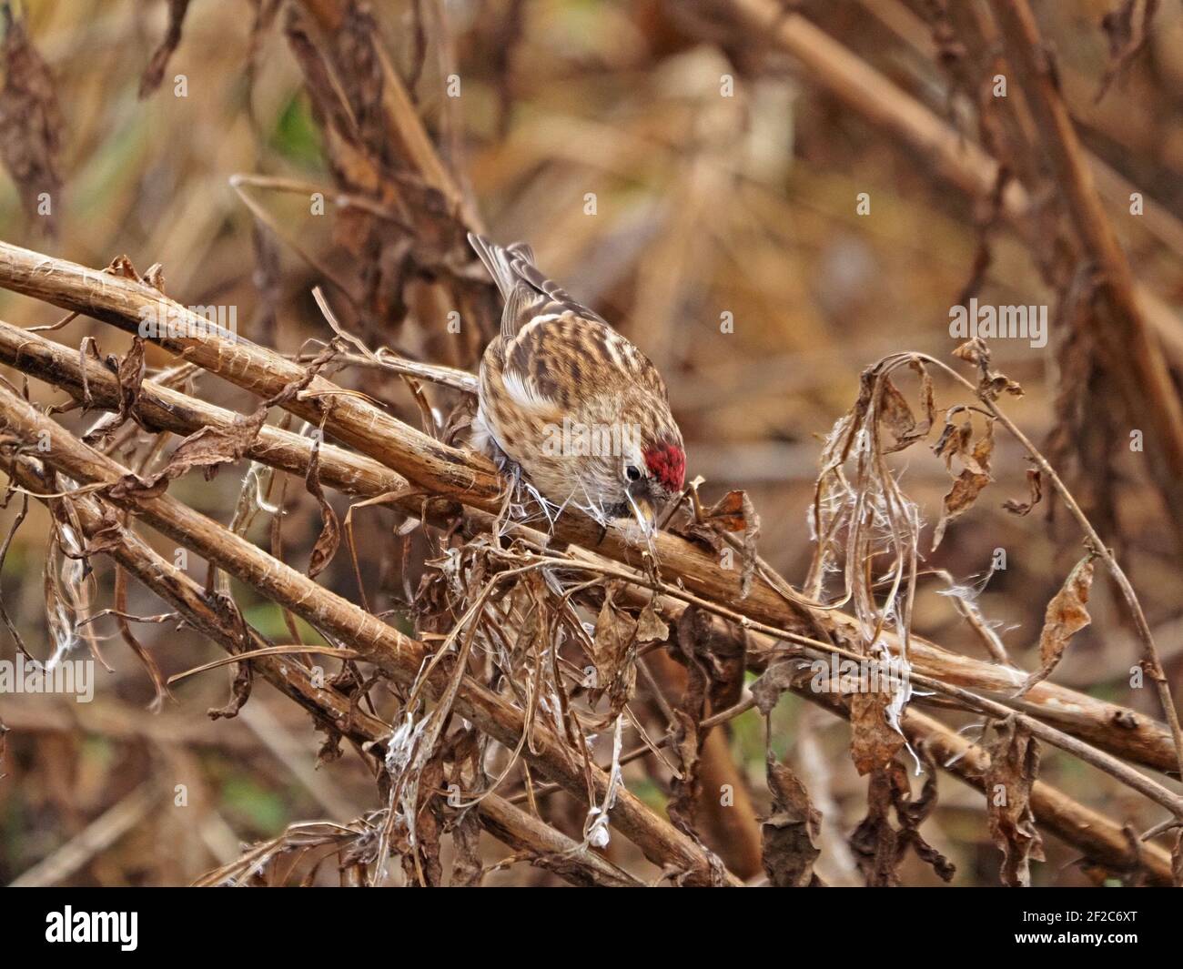 Maschio comune Redpoll (Acanthis flammea) che si nutra su semi soffici di Rosebay Willowwib (Chamaenerion angustifolium) in inverno, Cumbria, Inghilterra, Regno Unito Foto Stock
