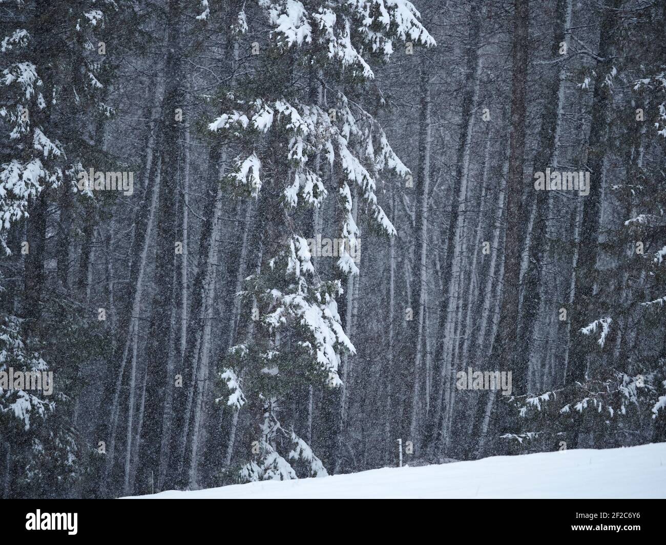 Coperta di neve su fitta piantagione di alberi di abete Sitka (Picea sitchensis), in una bizzarda in inverno in Cumbria upland, Inghilterra, Regno Unito Foto Stock