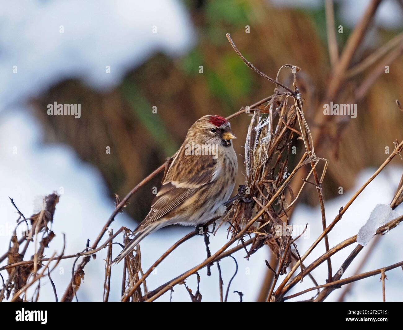 Maschio comune Redpoll (Acanthis flammea) che si nutra su semi soffici di Rosebay Willowwib (Chamaenerion angustifolium) in inverno, Cumbria, Inghilterra, Regno Unito Foto Stock
