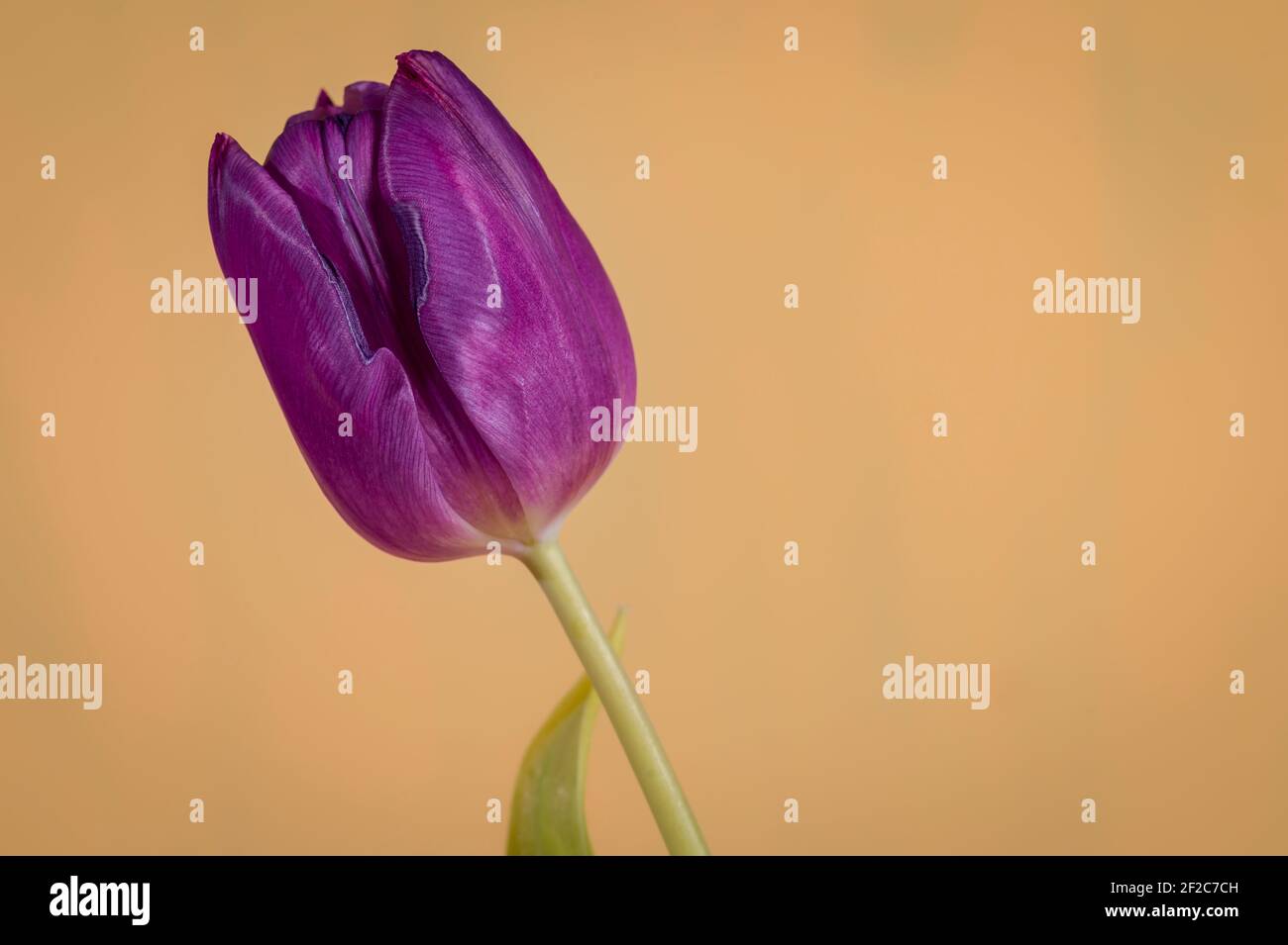 Tulipano su sfondo arancione, foto macro Foto Stock