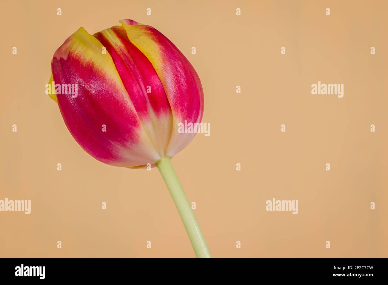 Tulipano su sfondo arancione, foto macro Foto Stock