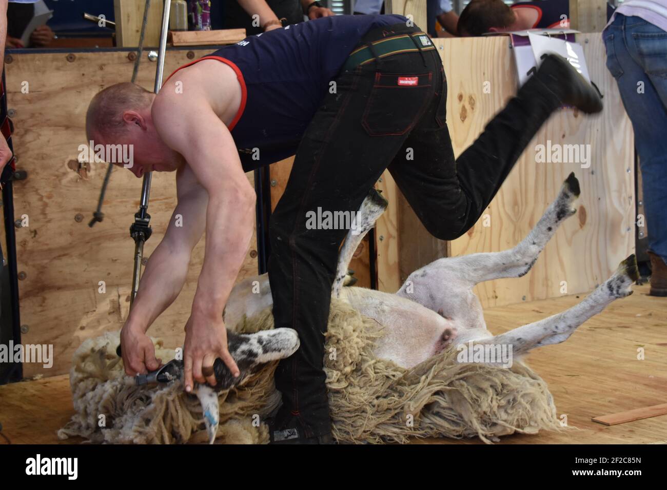 Calum Shaw tosatura di pecore alla Scotsheep Foto Stock