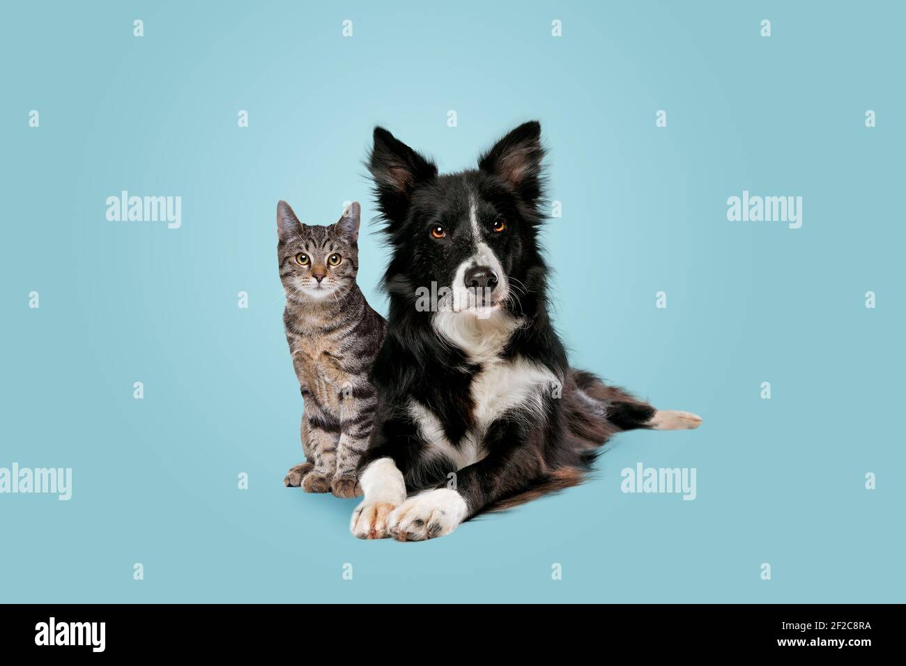 gatto tabby e cane collie bordo di fronte a un sfondo sfumato blu Foto Stock