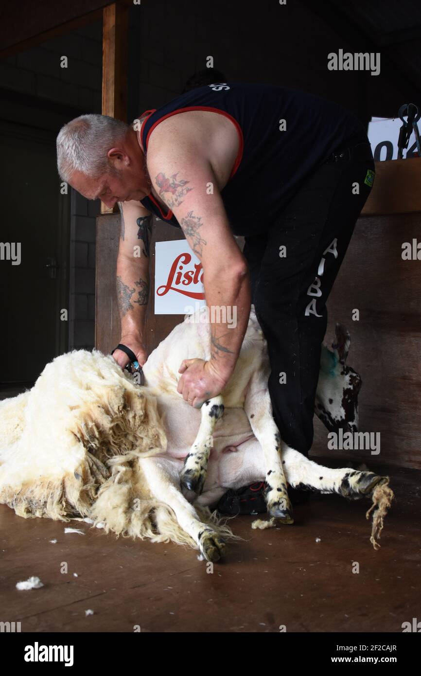 Tosatura delle pecore di Mark Armstrong al Royal Highland Show Foto Stock