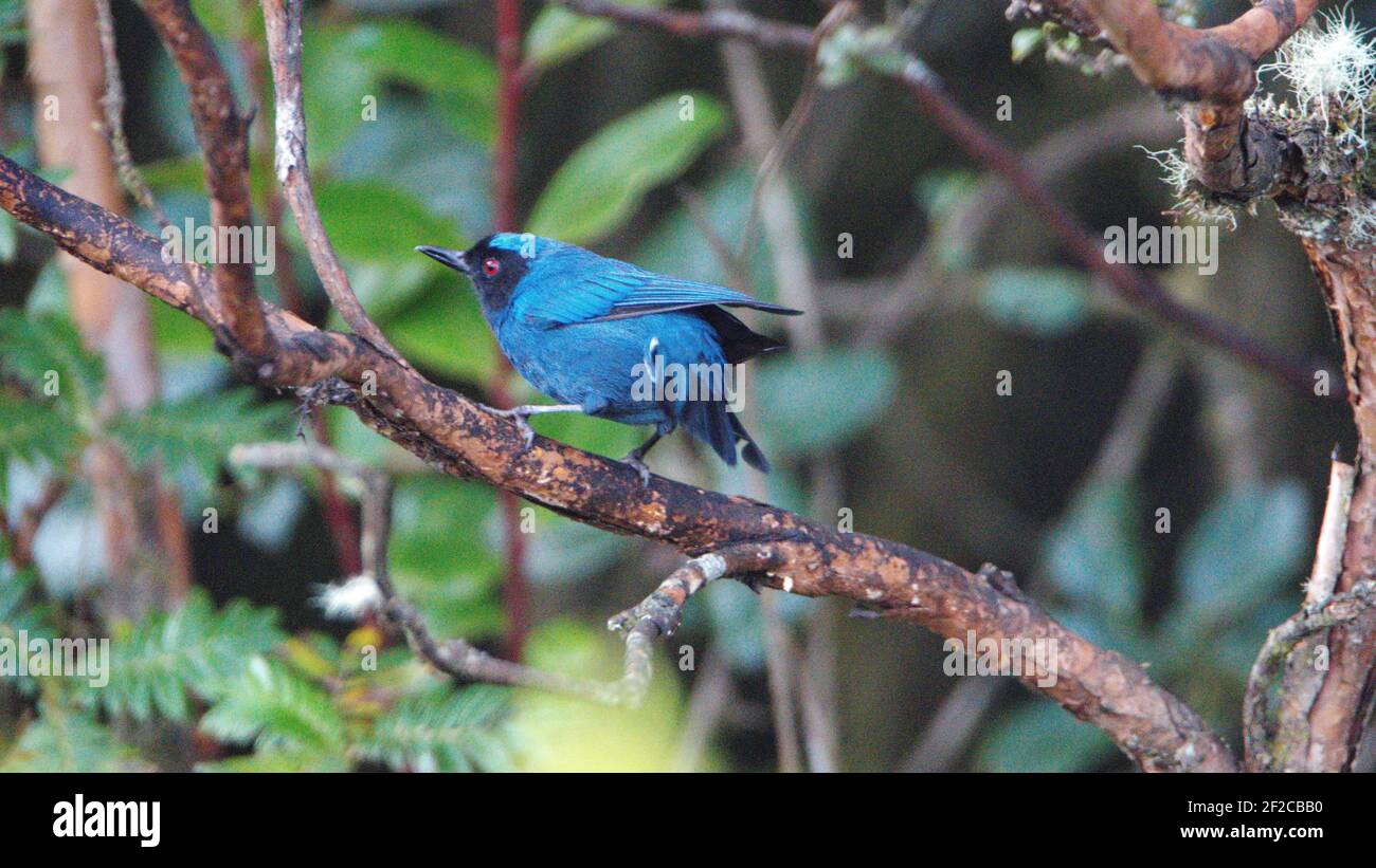 Piercer mascherato (Dylossa cyanea) arroccato in un albero nella riserva di Yanacocha, fuori Quito, Ecuador Foto Stock