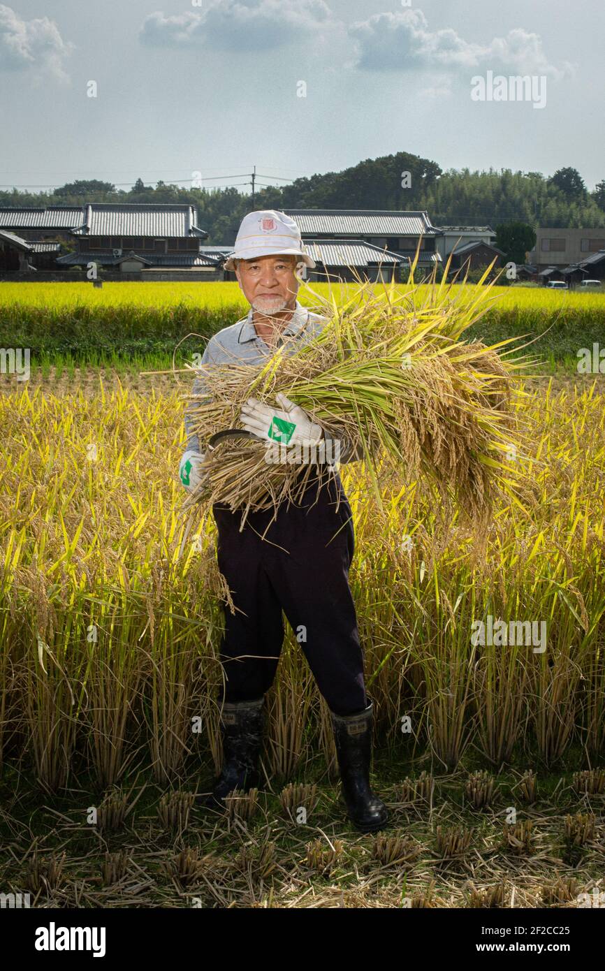 Il Giappone, Hyogo prefettur , che produce il sake.Farmer giapponese raccoglie il riso a mano nel campo . Foto Stock